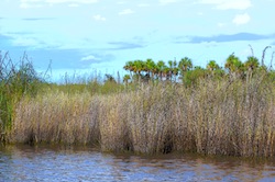 Naples Airboat rides in the Everglades