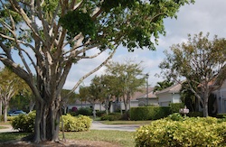 Tree lined lanes in Eden on the Bay in Naples, Fl.