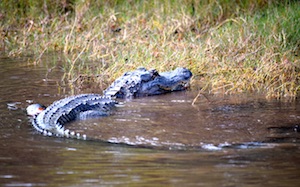 Alligators out in the Everglades