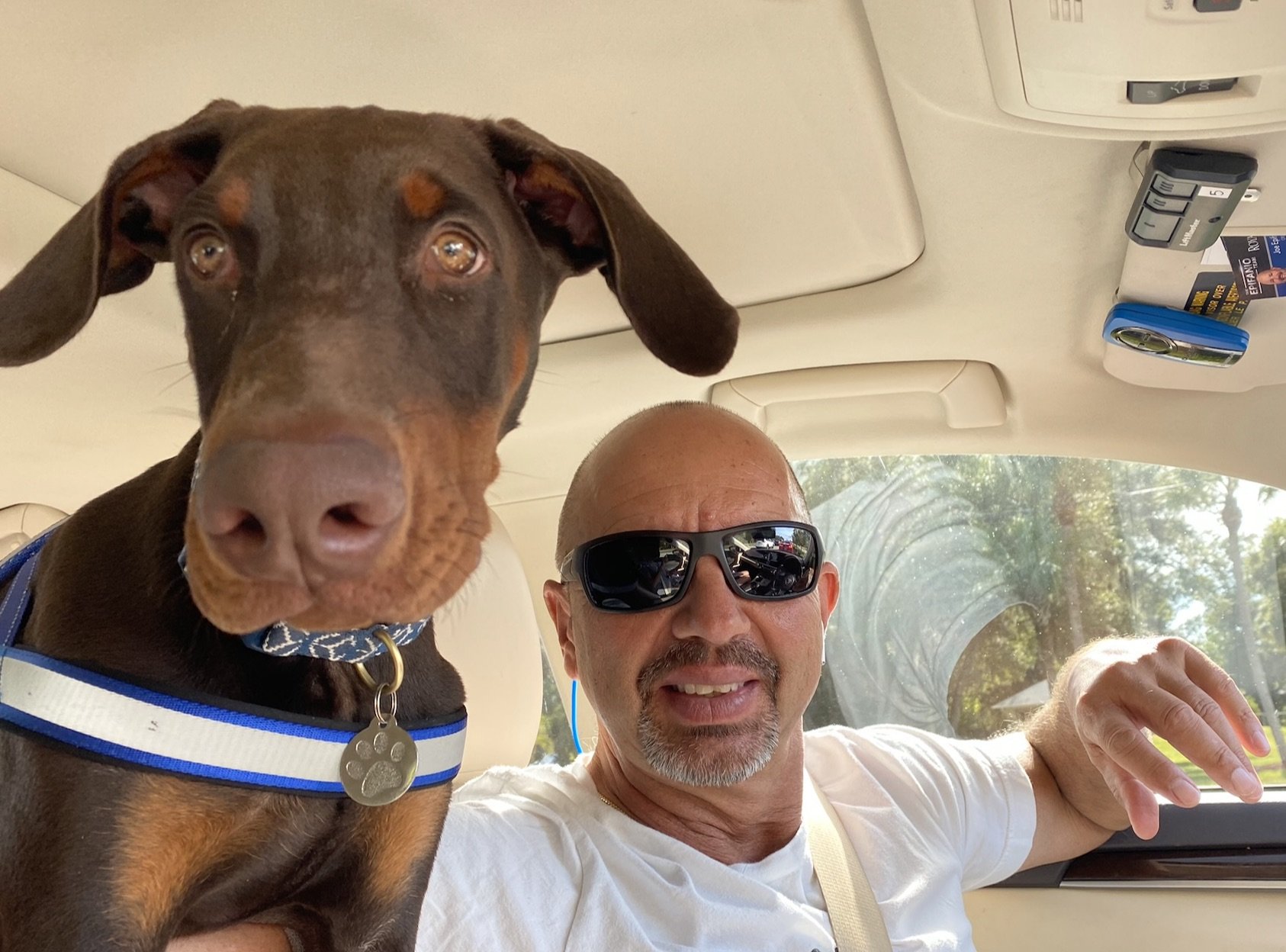 Dog in car with Realtor looking for pet friendly homes for sale.